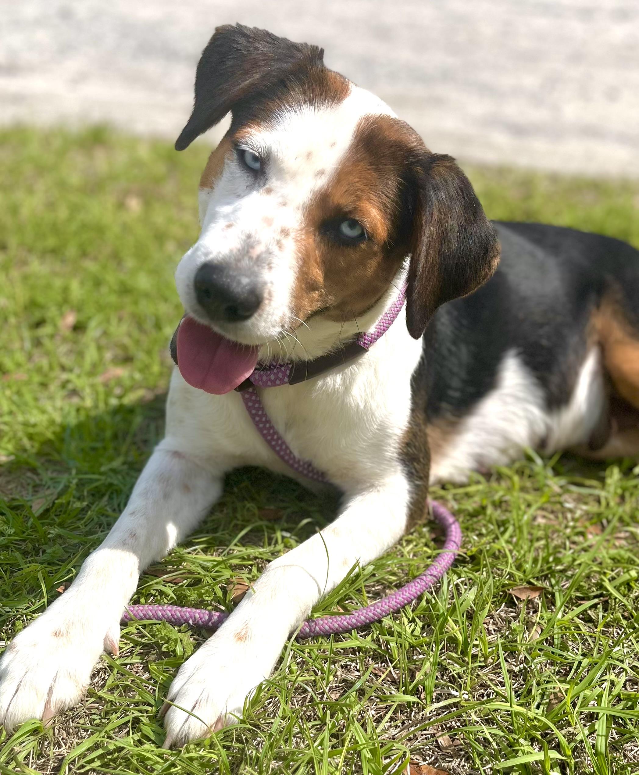 Enlarge Caramel, a ADOPTABLE mixed breed in Mt Pleasant, SC image 6/6