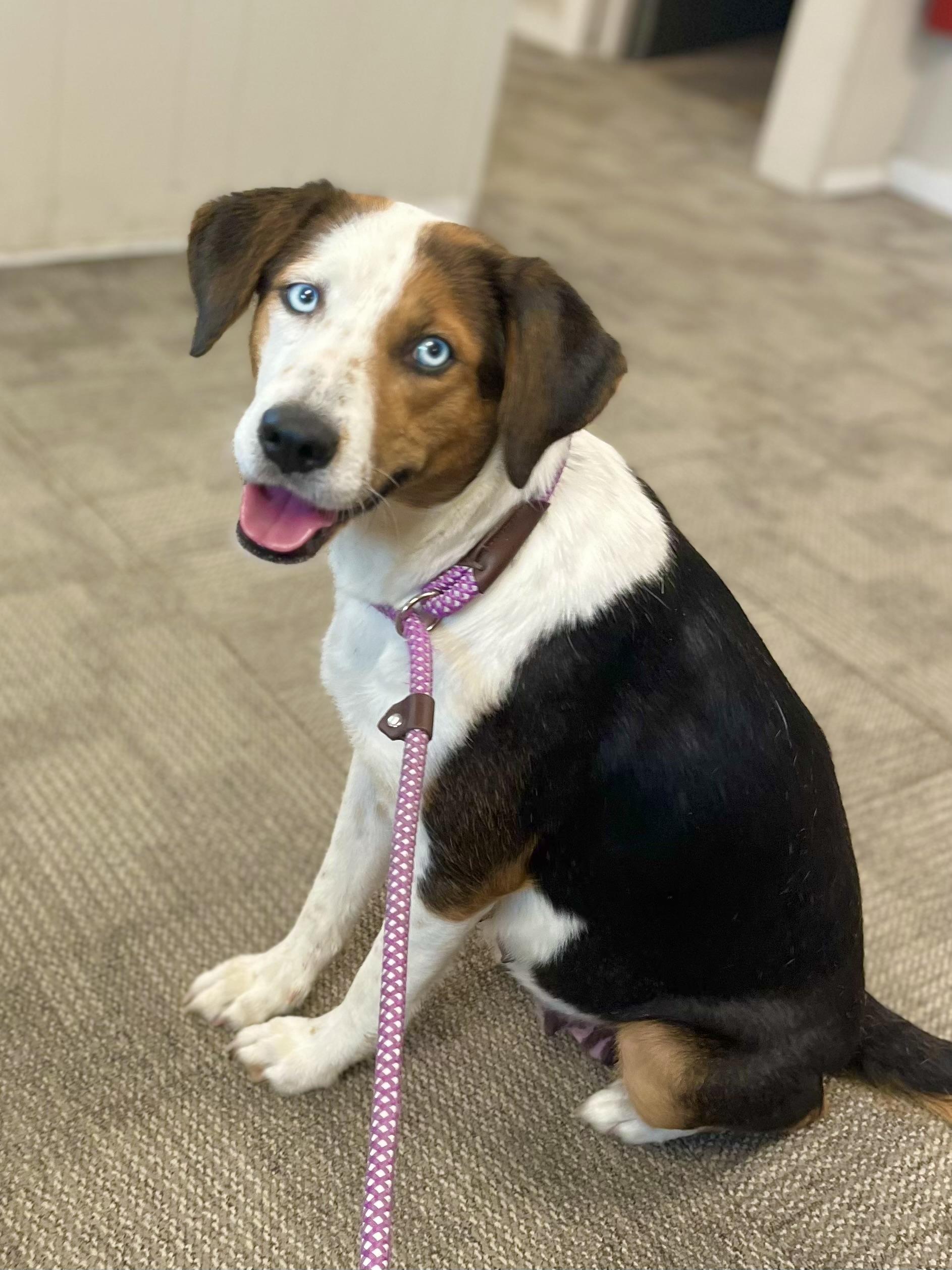 Enlarge Caramel, a ADOPTABLE mixed breed in Mt Pleasant, SC image 3/6
