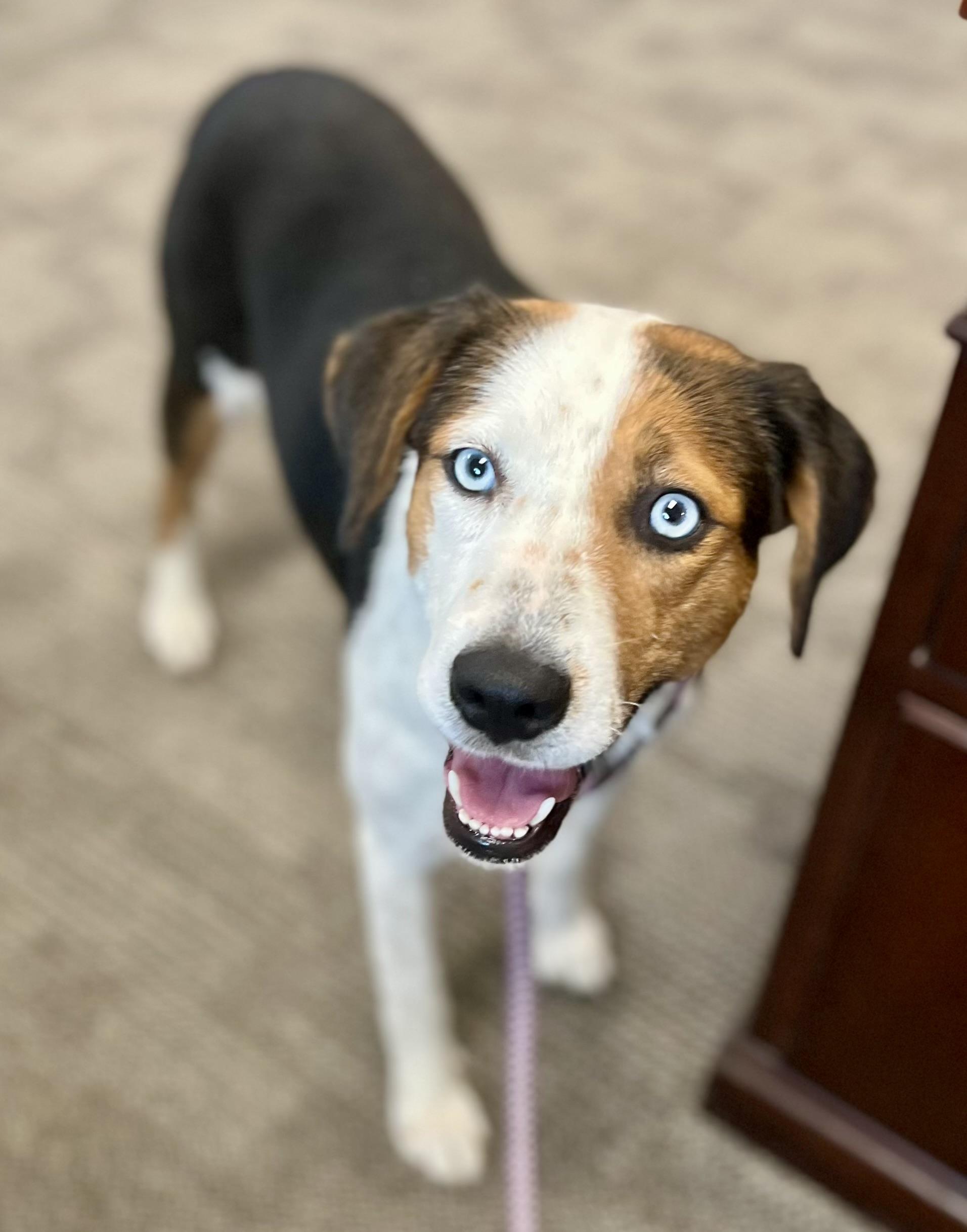 Enlarge Caramel, a ADOPTABLE mixed breed in Mt Pleasant, SC image 2/6