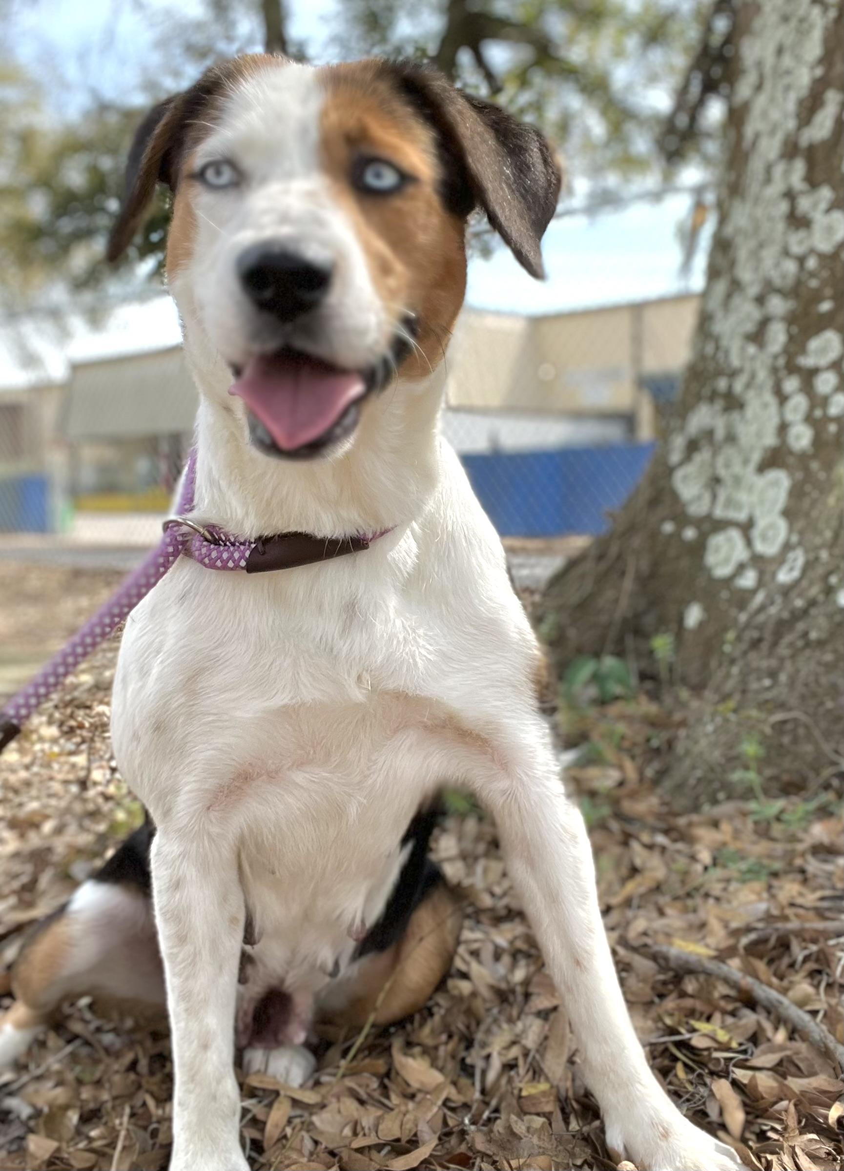 Enlarge Caramel, a ADOPTABLE mixed breed in Mt Pleasant, SC image 5/6
