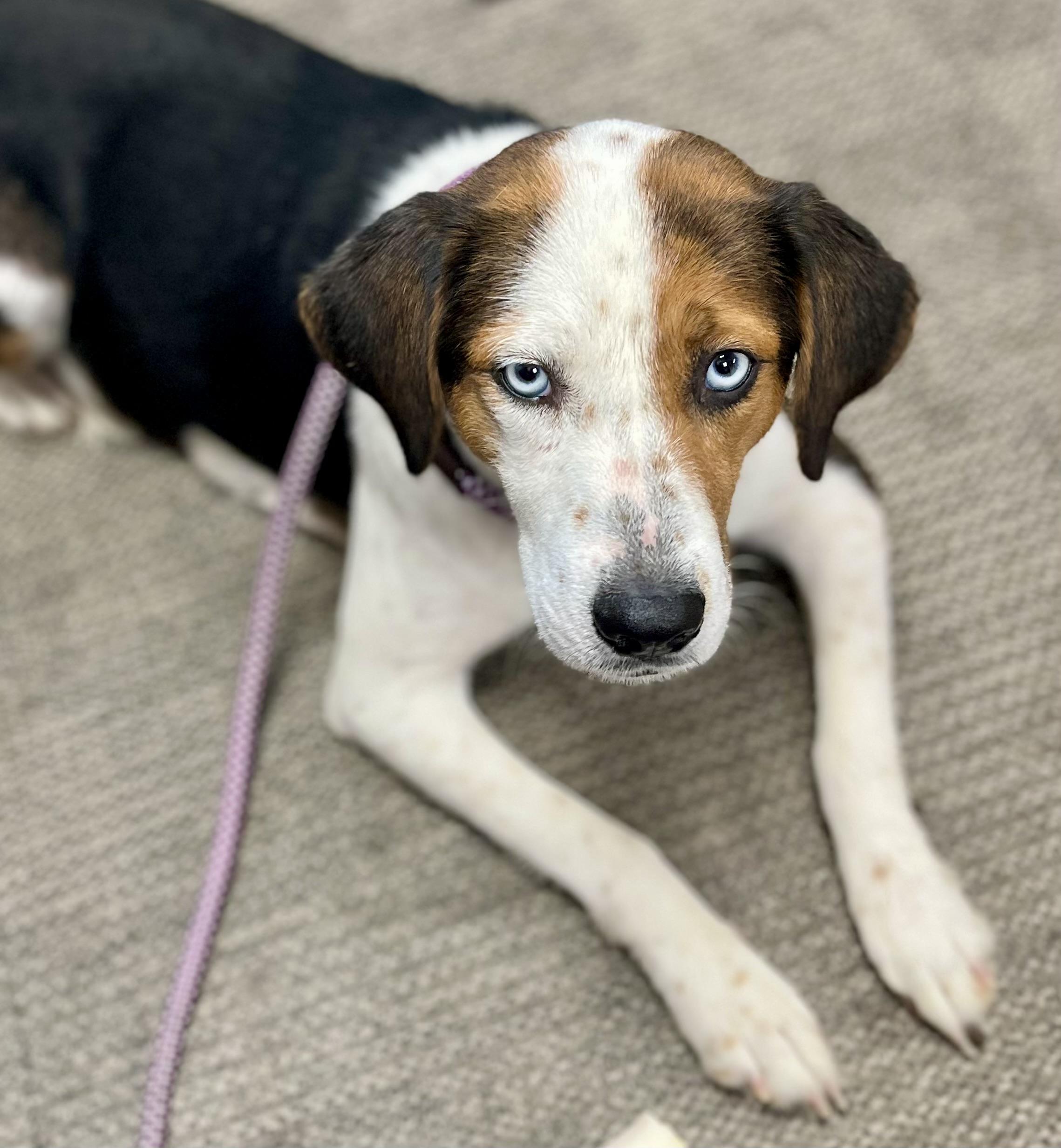Enlarge Caramel, a ADOPTABLE mixed breed in Mt Pleasant, SC image 4/6