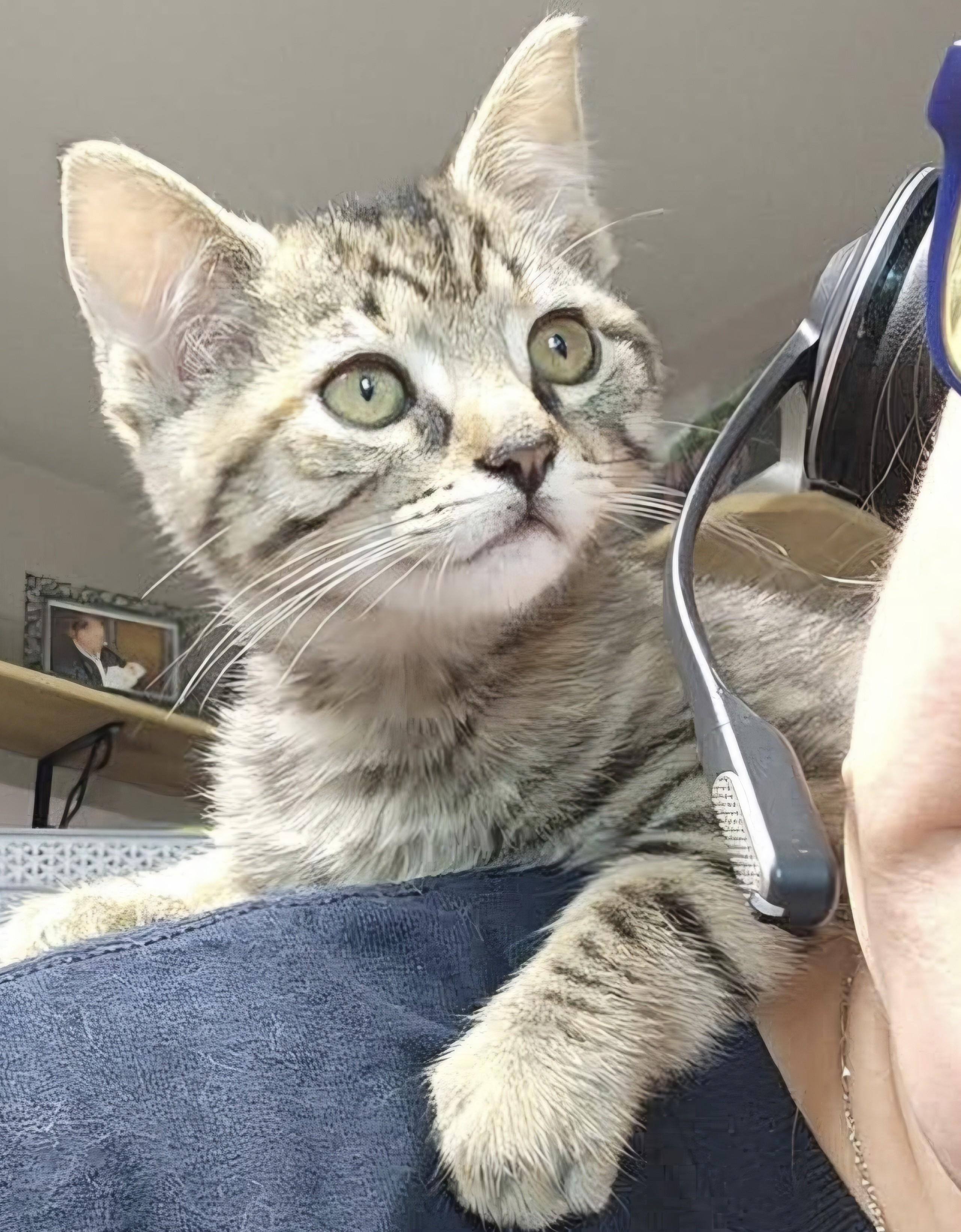 Brontë, Adoptable, Kitten Female Domestic Short Hair.