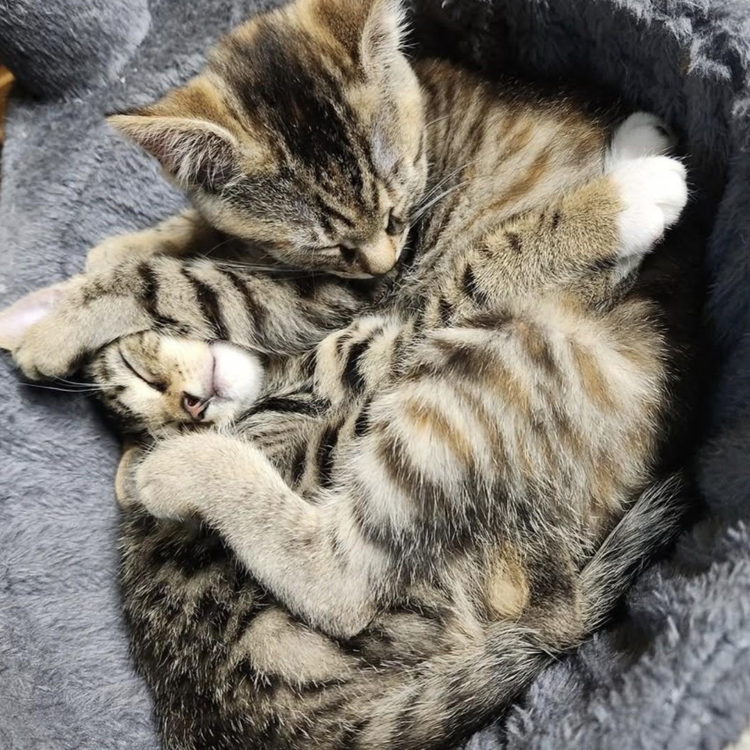 Enlarge Brontë, a Adoptable Domestic Short Hair in Boiling Springs, PA image 3/6