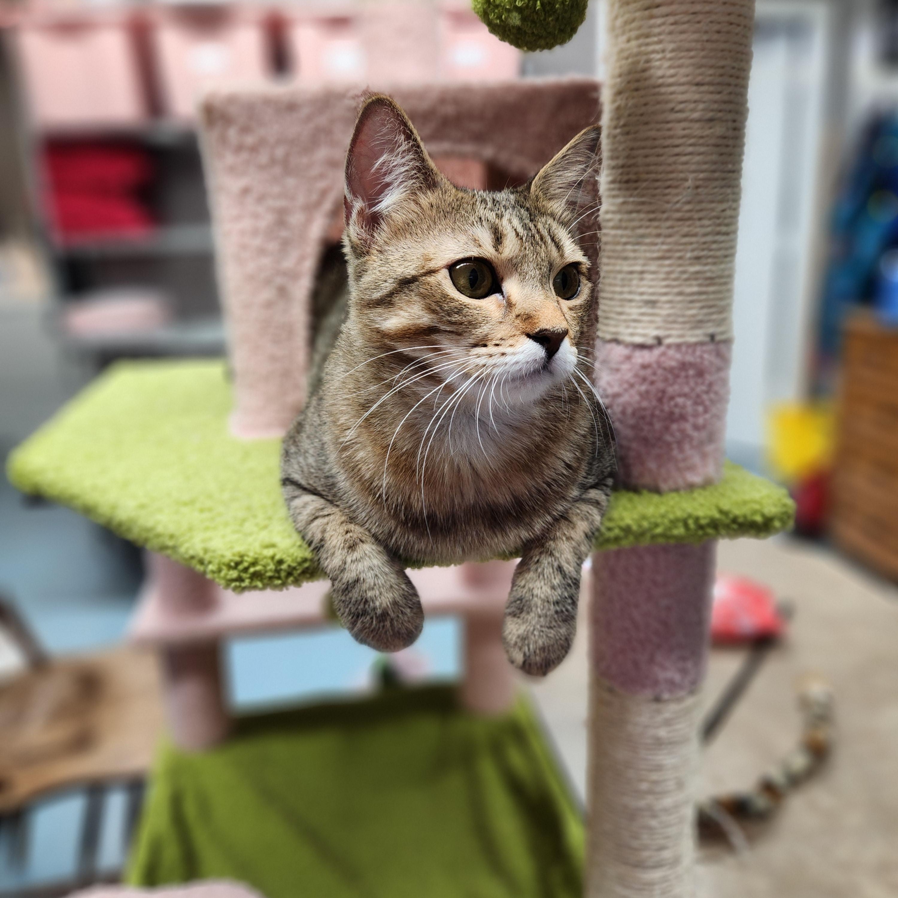 Hennessy, Baby Female Domestic Short Hair