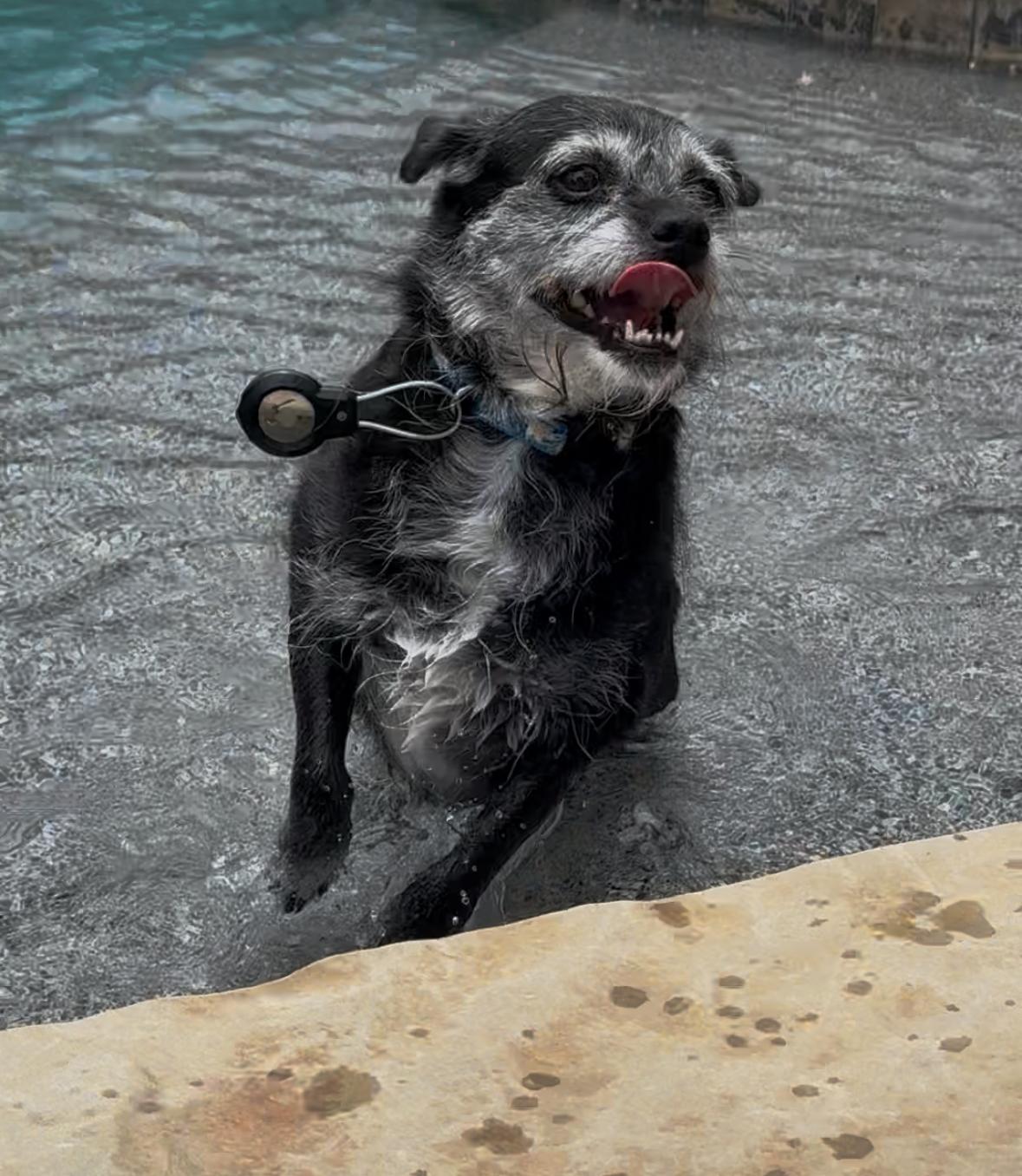 Lucy, adoptable, Senior Female Terrier.