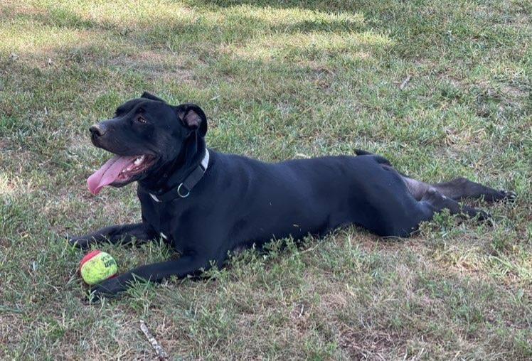 Bella, Adoptable, Adult Female Black Labrador Retriever & American Bully.