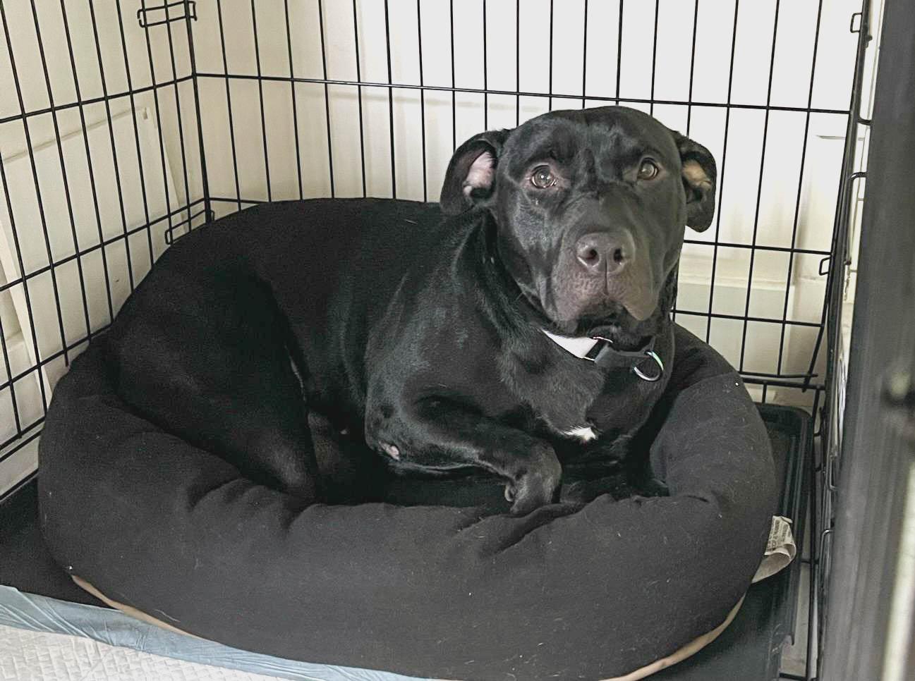 Wiggles, Adoptable, Adult Female Black Labrador Retriever & American Bully.