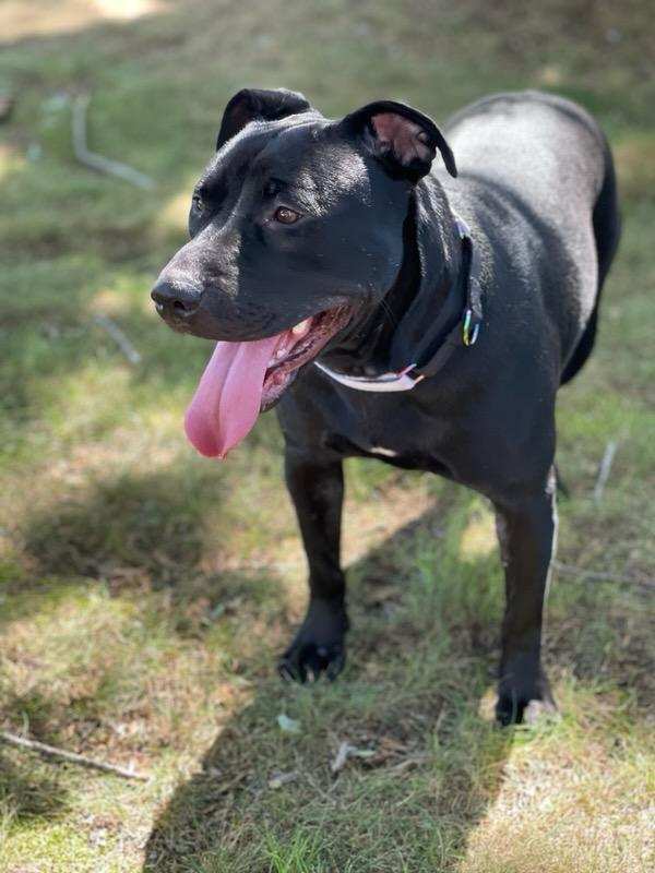 Wiggles, a Adoptable mixed breed in Leonardtown, MD image 1/5