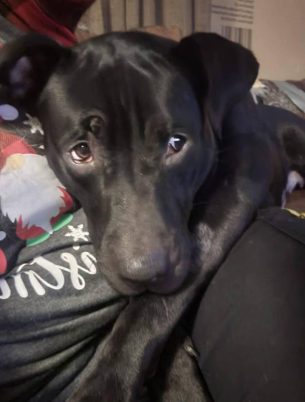 Wiggles, a Adoptable mixed breed in Leonardtown, MD image 4/5