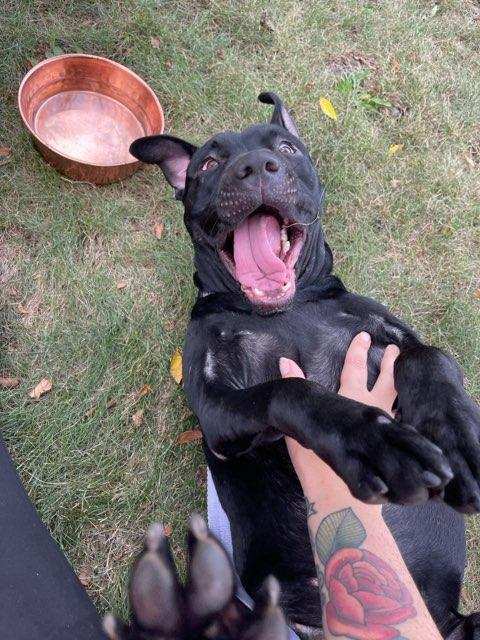 Wiggles, a Adoptable mixed breed in Leonardtown, MD image 5/5