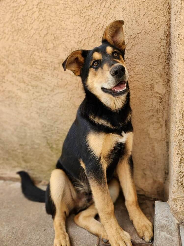 Benny Shep #2 - 5664, a Adoptable mixed breed in Los Lunas, NM image 3/4