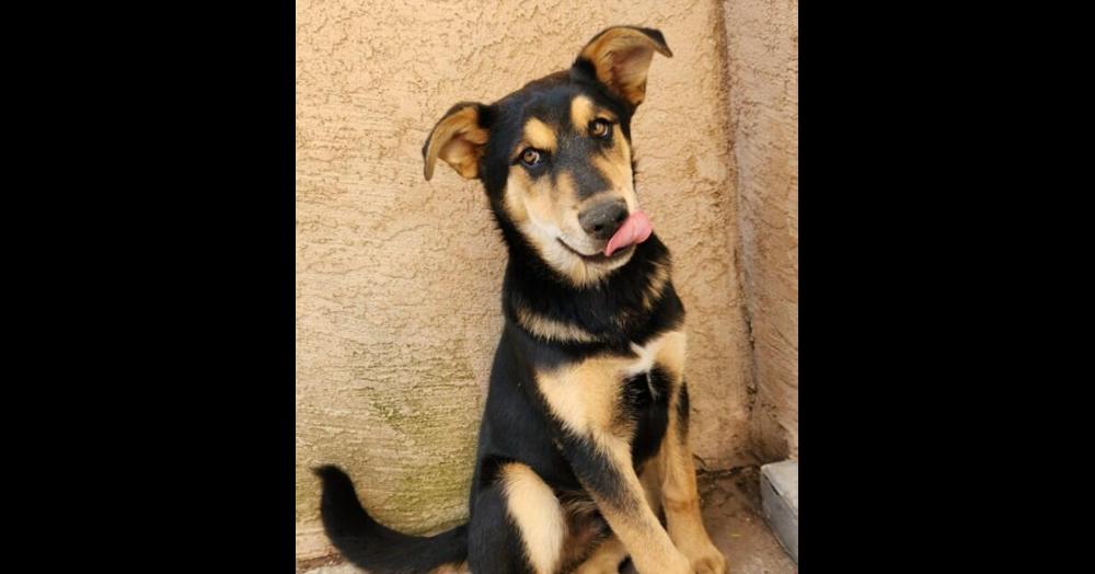 Benny Shep #2 - 5664, a Adoptable mixed breed in Los Lunas, NM image 4/4
