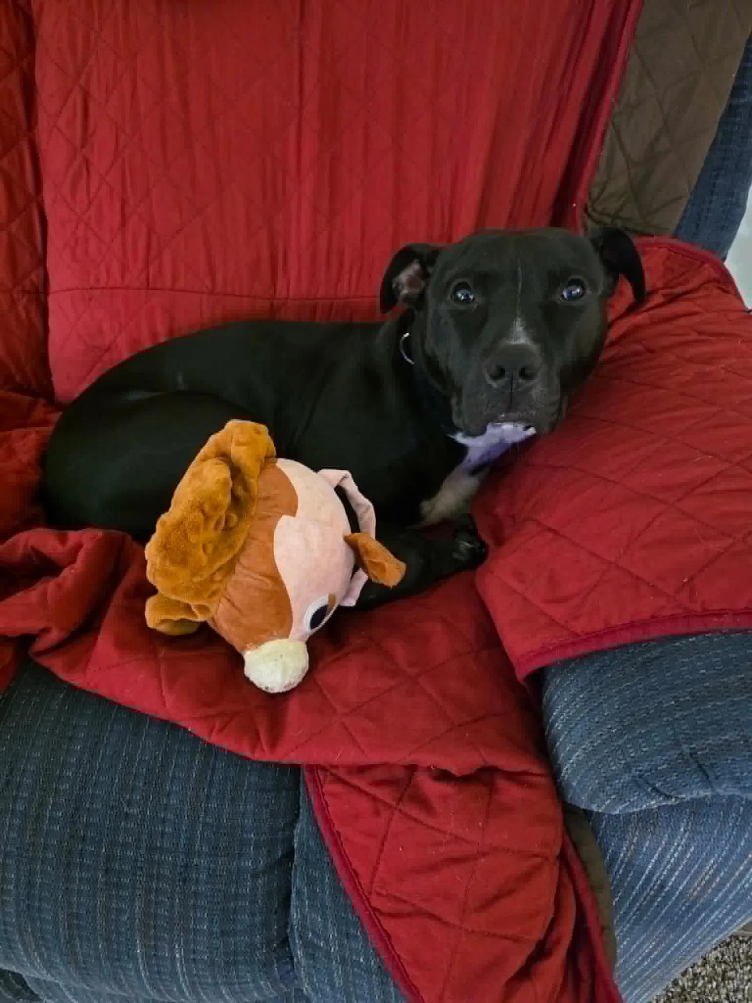 Enlarge Briella - FOSTER NEEDED, a Adoptable mixed breed in Minneapolis, MN image 4/6