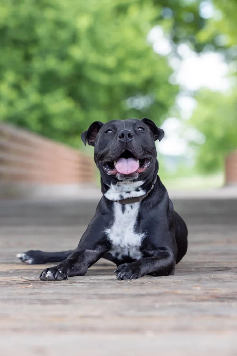 Briella - FOSTER NEEDED, Adoptable, Adult Female Pit Bull Terrier & Black Labrador Retriever.
