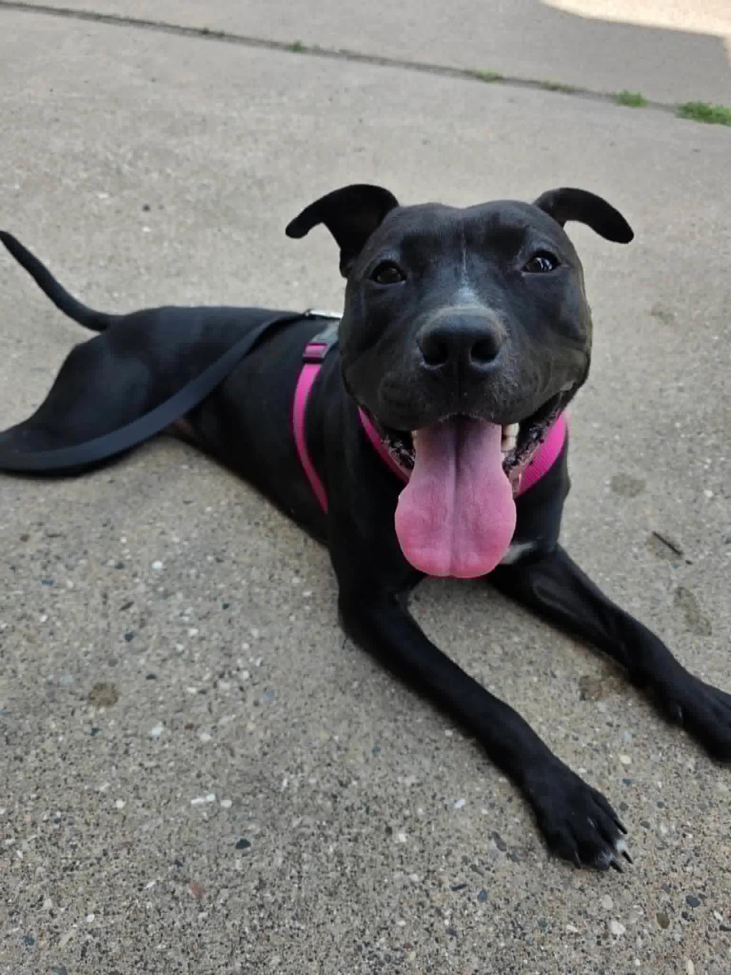 Enlarge Briella - FOSTER NEEDED, a Adoptable mixed breed in Minneapolis, MN image 3/6