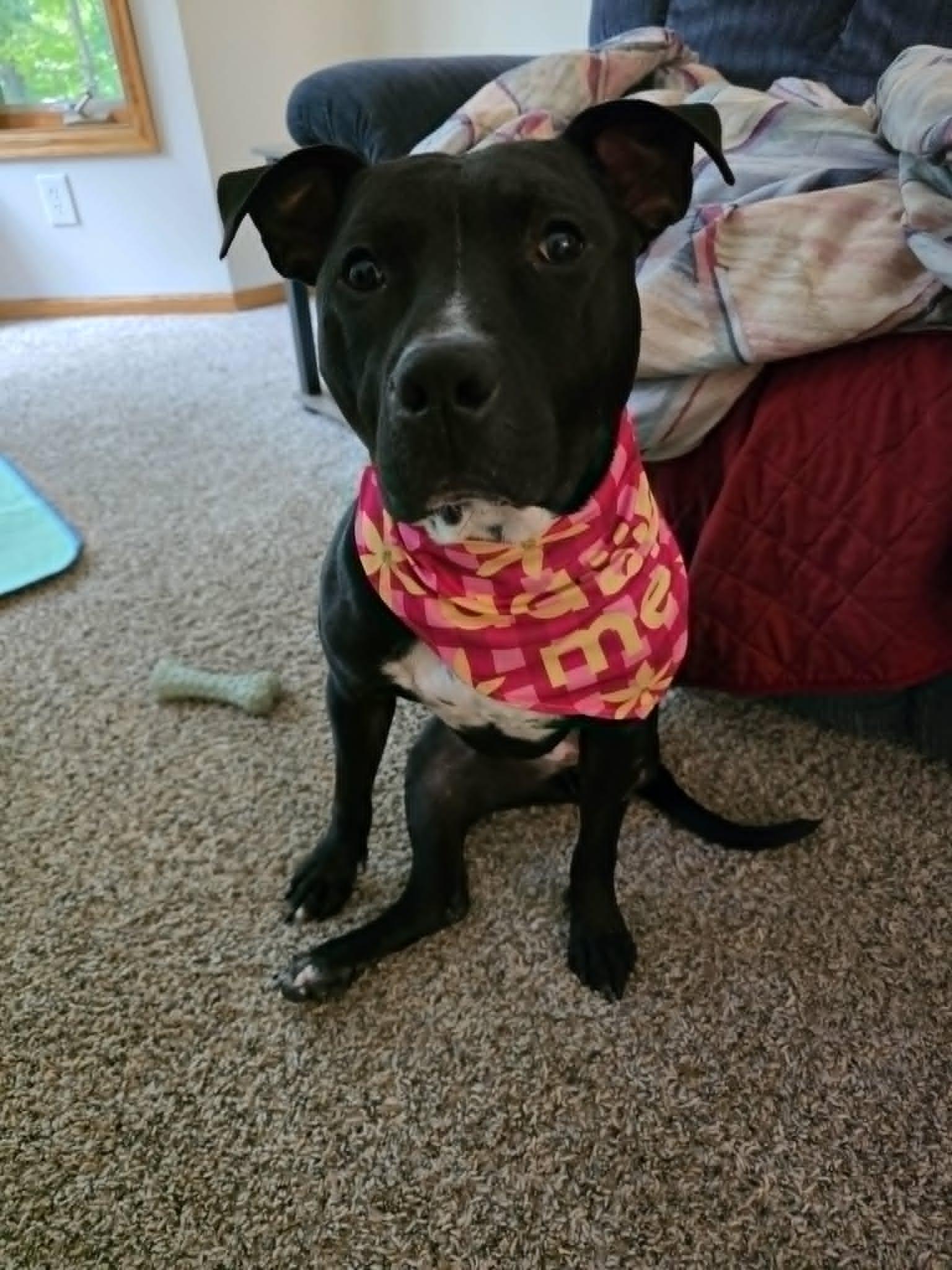 Enlarge Briella - FOSTER NEEDED, a Adoptable mixed breed in Minneapolis, MN image 6/6