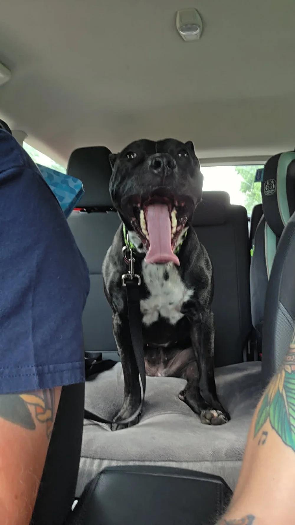 Enlarge Briella - FOSTER NEEDED, a Adoptable mixed breed in Minneapolis, MN image 5/6
