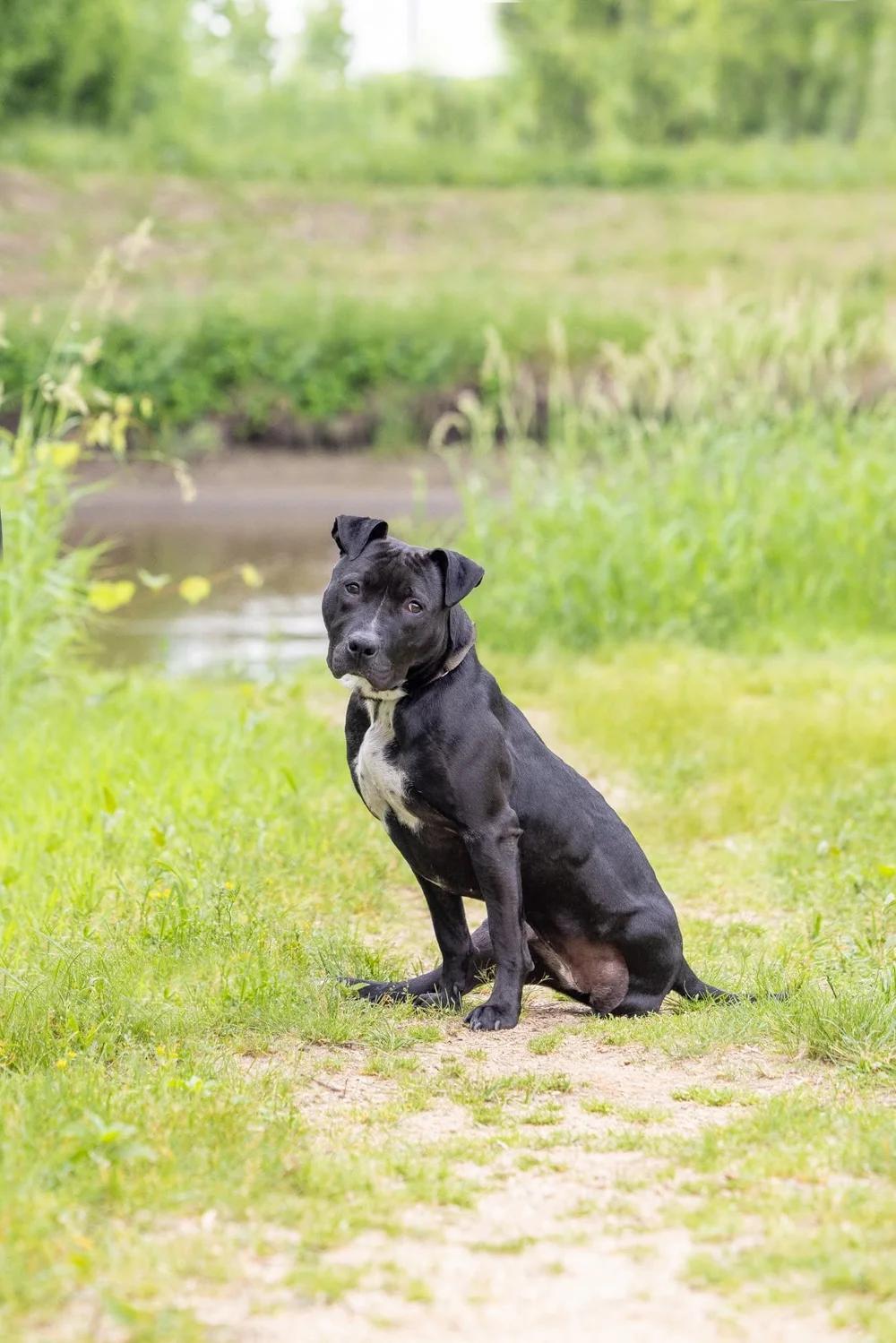 Enlarge Briella - FOSTER NEEDED, a Adoptable mixed breed in Minneapolis, MN image 2/6
