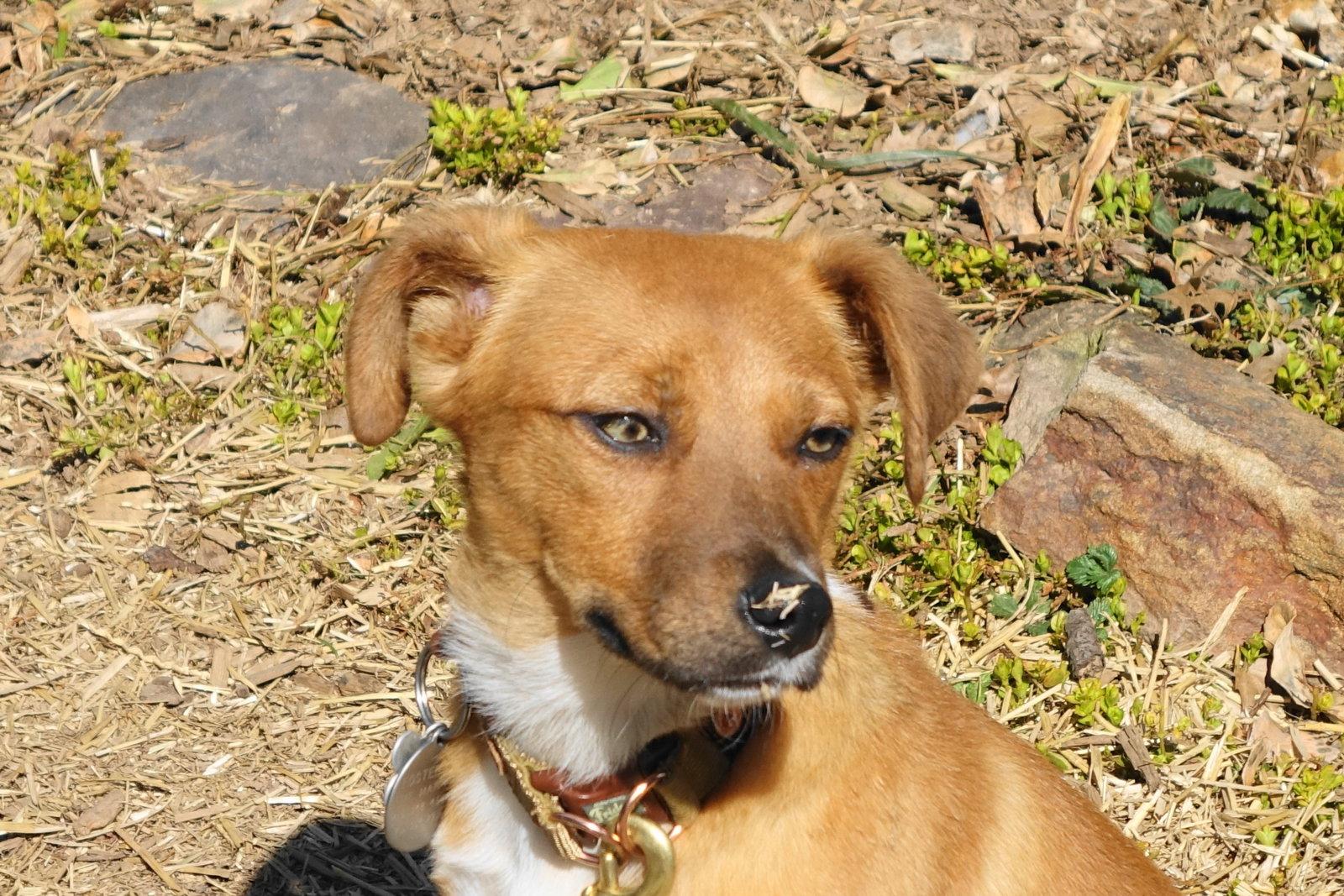 Sparkles, Adoptable, Young Female Hound & Australian Cattle Dog / Blue Heeler.