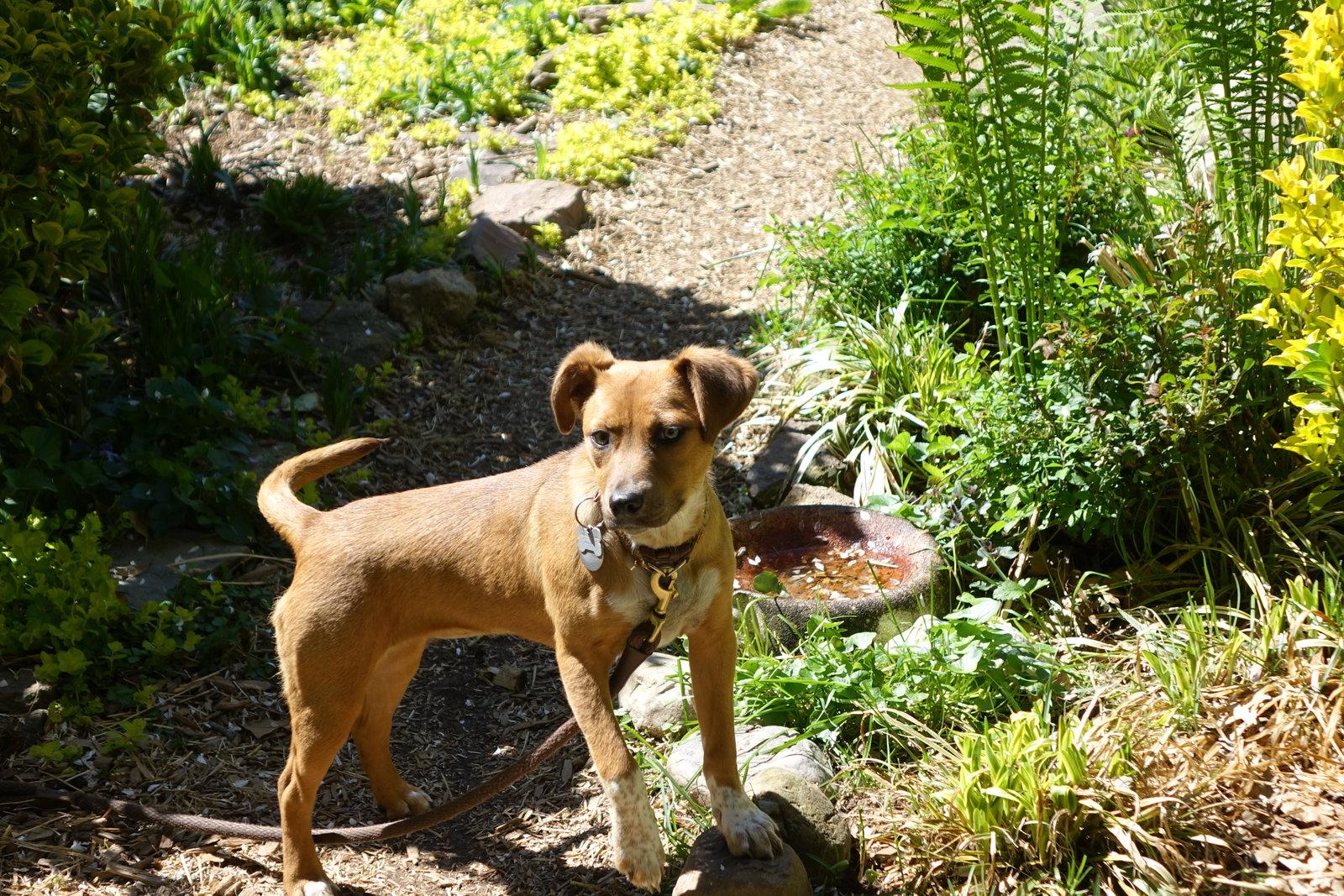 Enlarge Sparkles, a Adoptable mixed breed in Doylestown, PA image 2/3