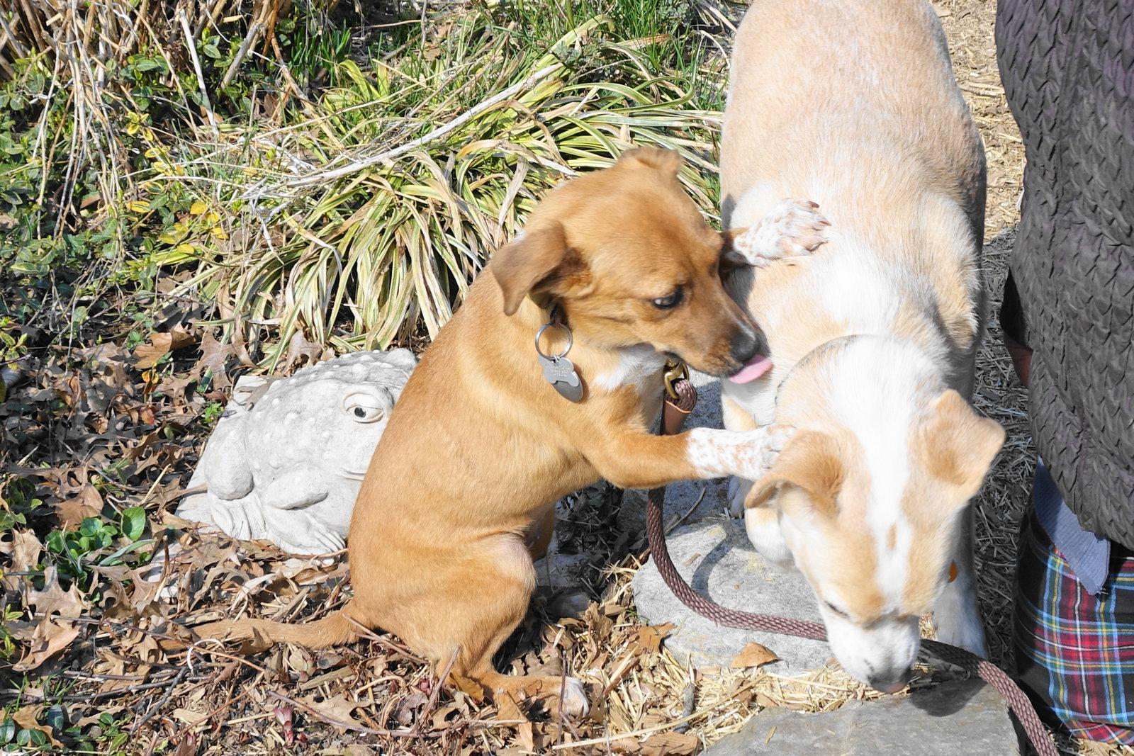 Enlarge Sparkles, a Adoptable mixed breed in Doylestown, PA image 3/3