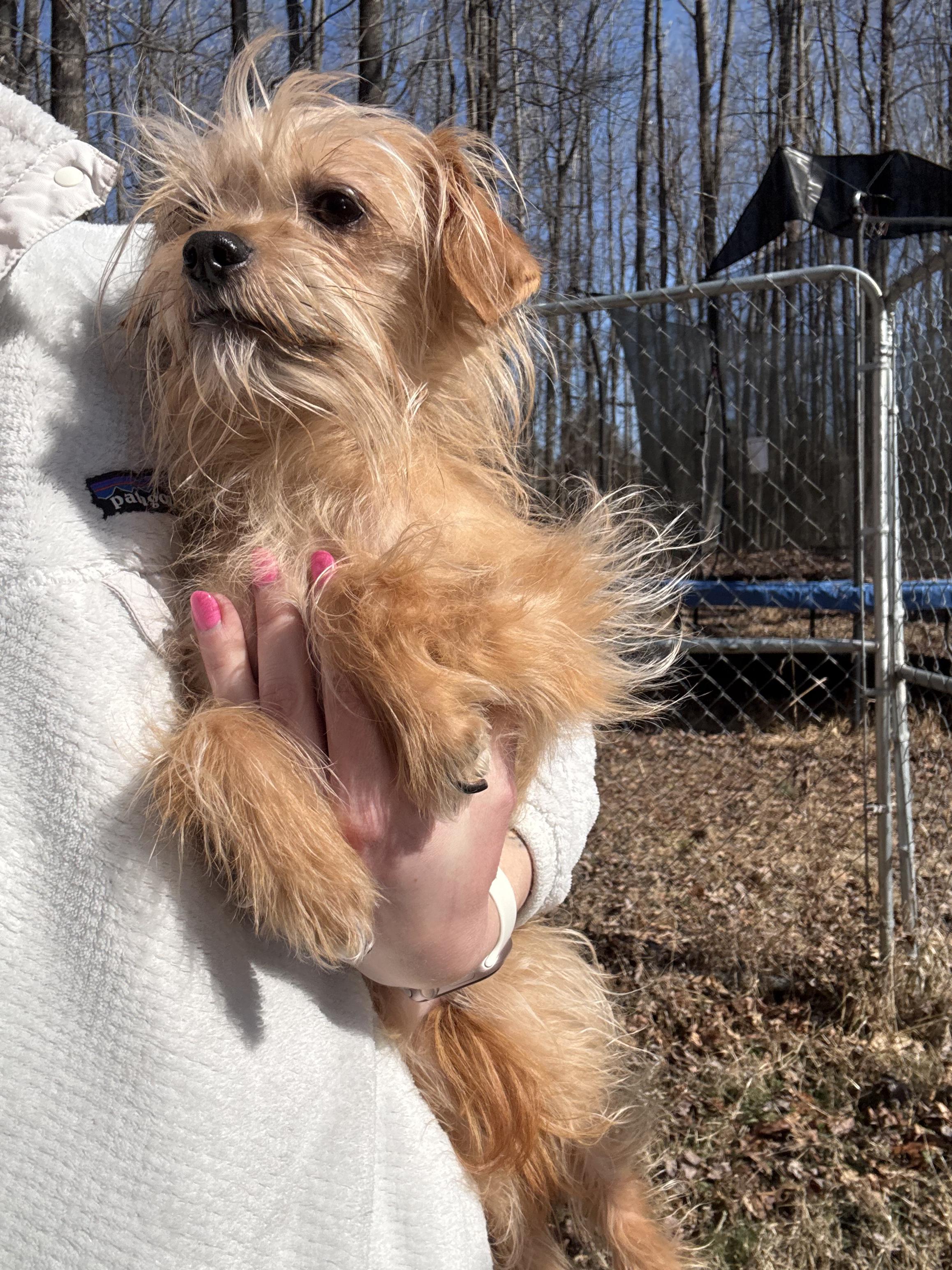 Enlarge Stuart, a Adoptable mixed breed in Richmond, VA image 3/5