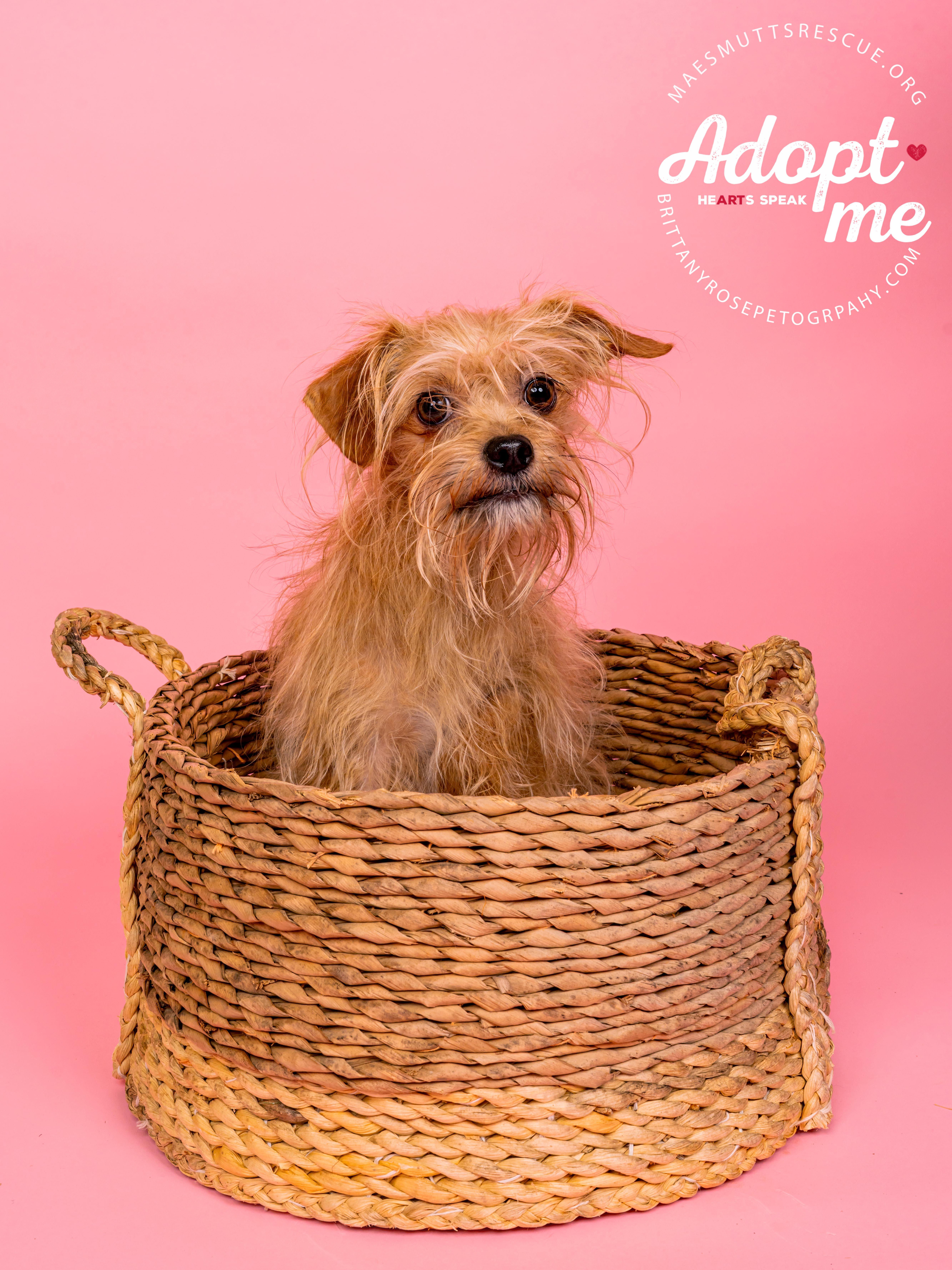 Stuart, Adoptable, Adult Male Shih Tzu & Pomeranian.