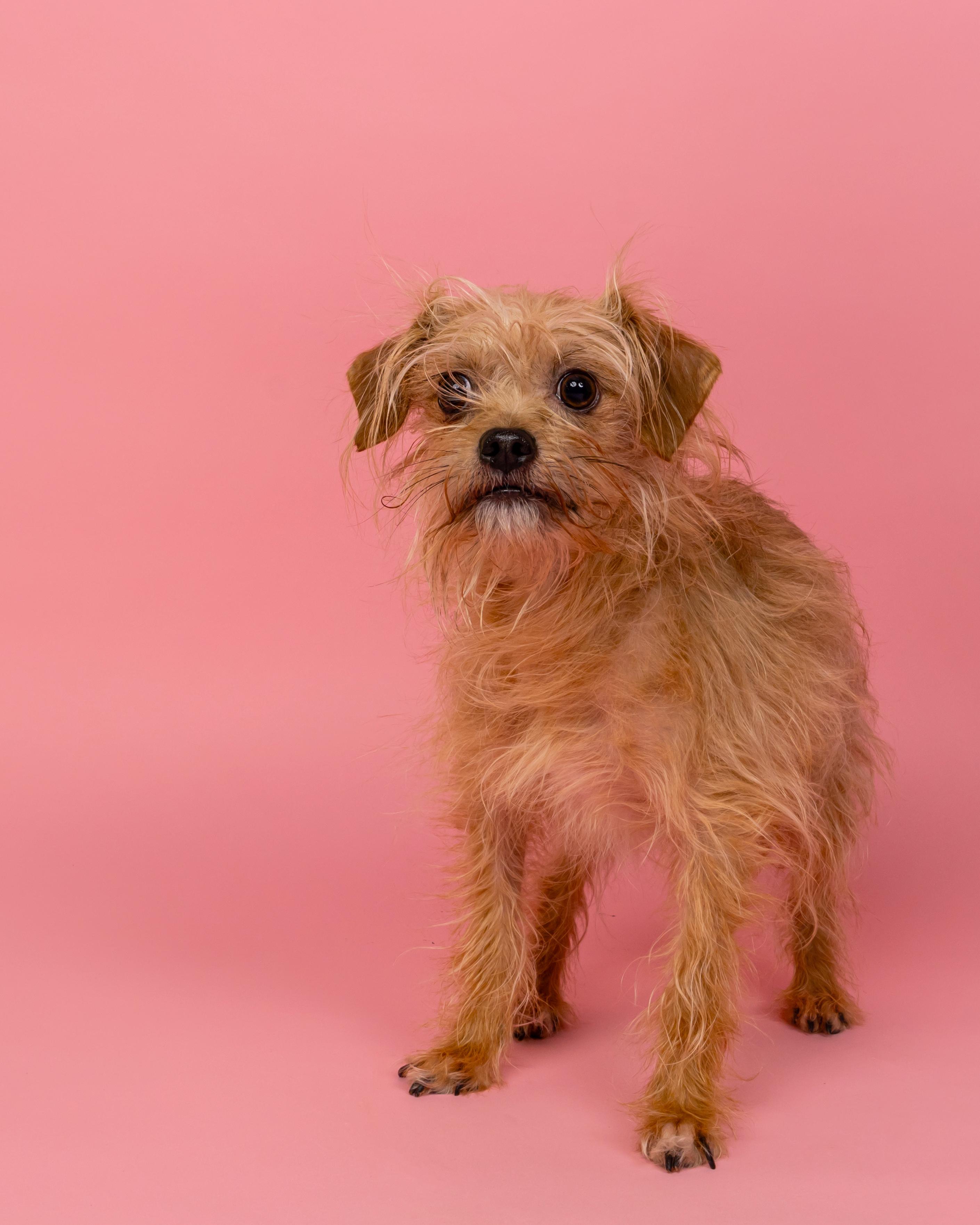 Enlarge Stuart, a Adoptable mixed breed in Richmond, VA image 2/5