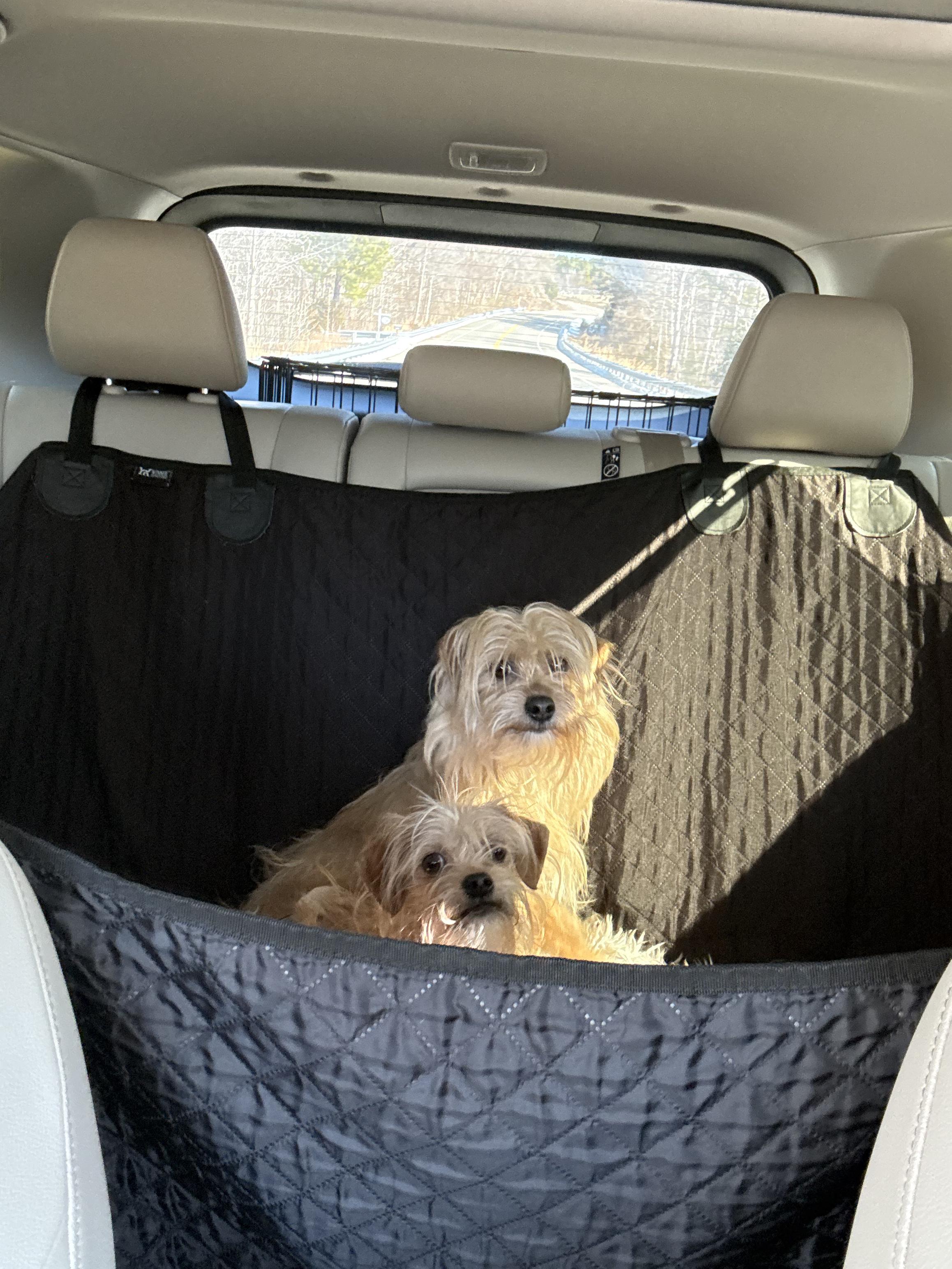 Enlarge Stuart, a Adoptable mixed breed in Richmond, VA image 5/5