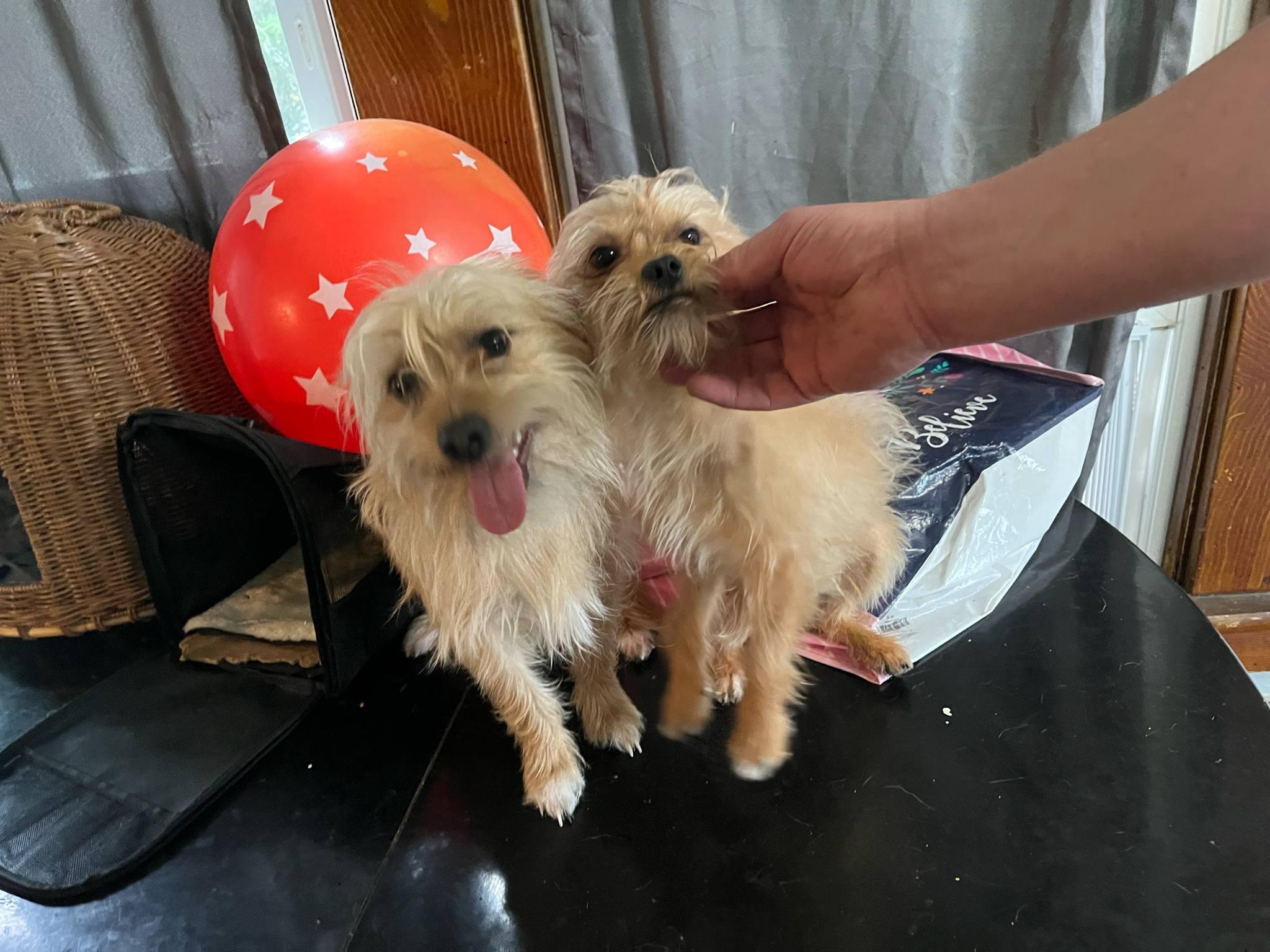 Enlarge Stuart, a Adoptable mixed breed in Richmond, VA image 4/5