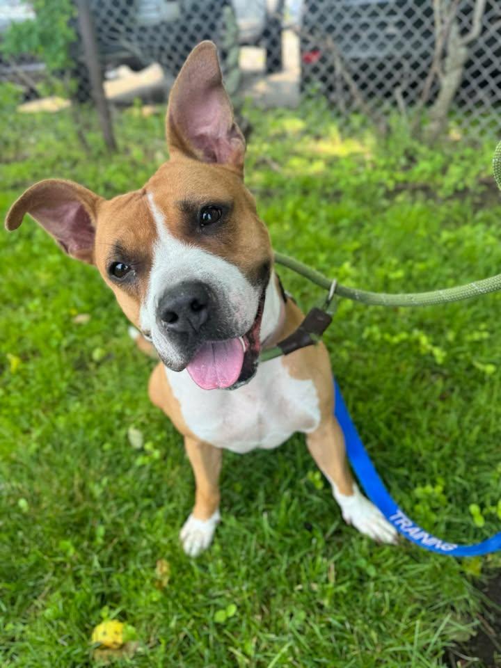 Bailey, Adopted, Young Female Pit Bull Terrier.