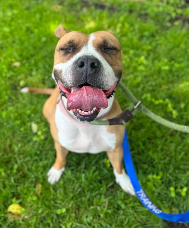 Enlarge Bailey, a Adopted Pit Bull Terrier in Stamford, CT image 2/3