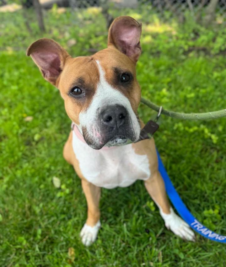 Enlarge Bailey, a Adopted Pit Bull Terrier in Stamford, CT image 3/3