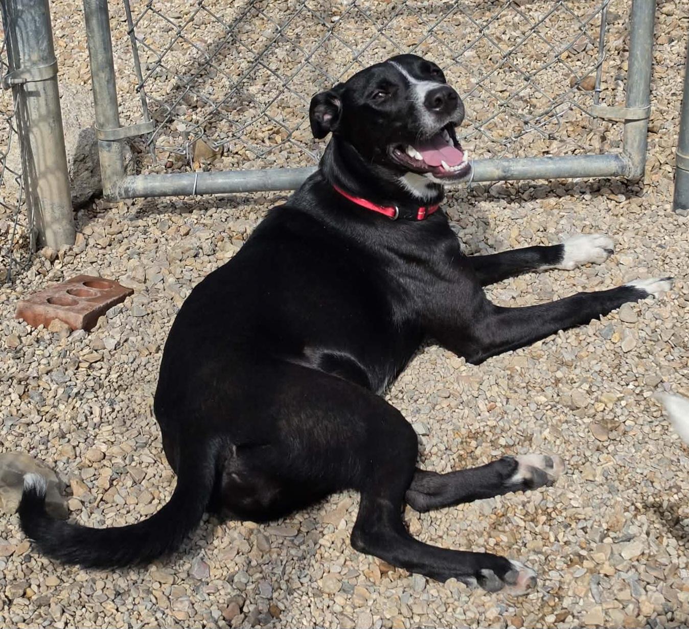 Summer, ADOPTABLE, Young Female Black Labrador Retriever & Border Collie.
