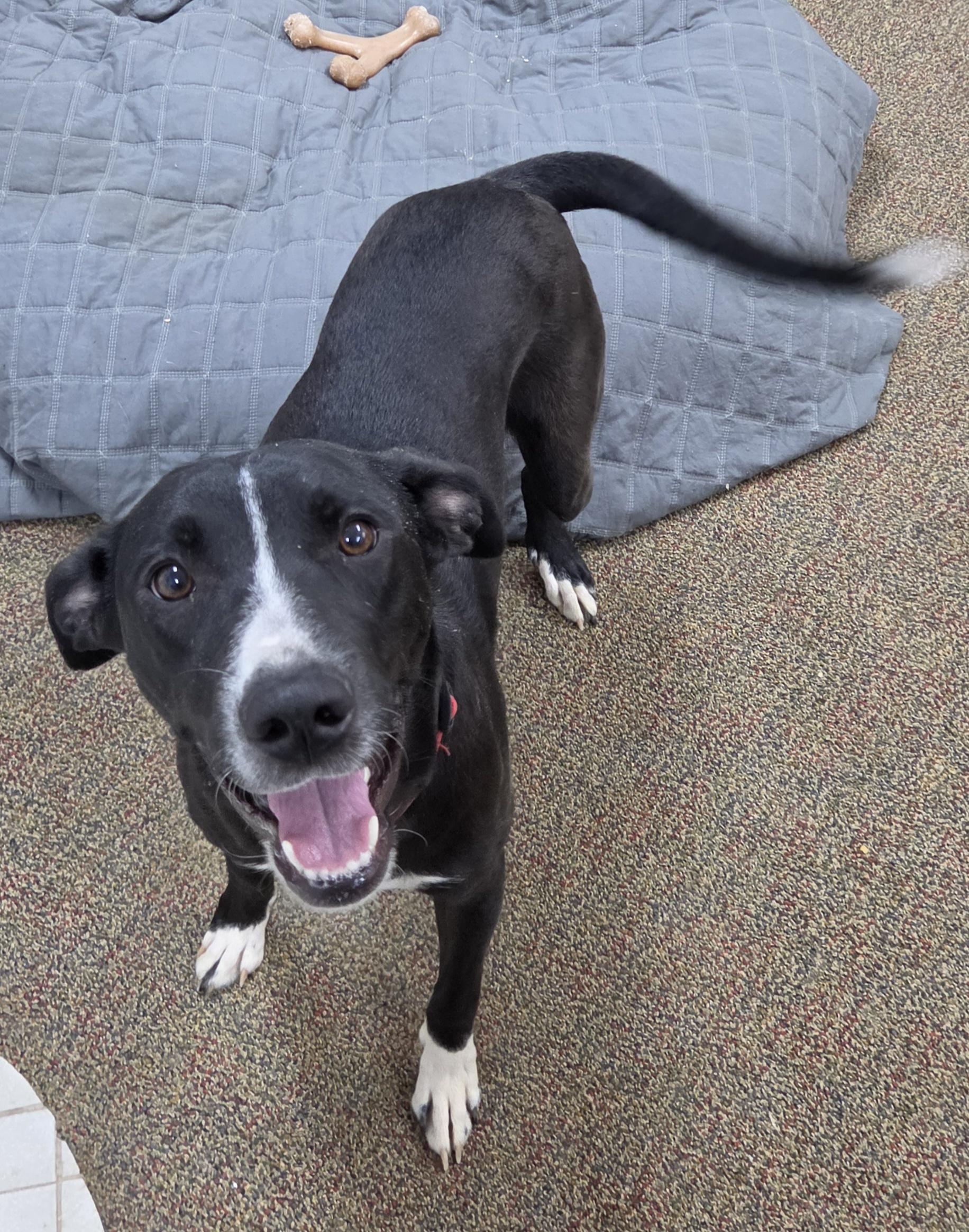 Enlarge Summer, a ADOPTABLE mixed breed in Newcastle, WY image 2/2