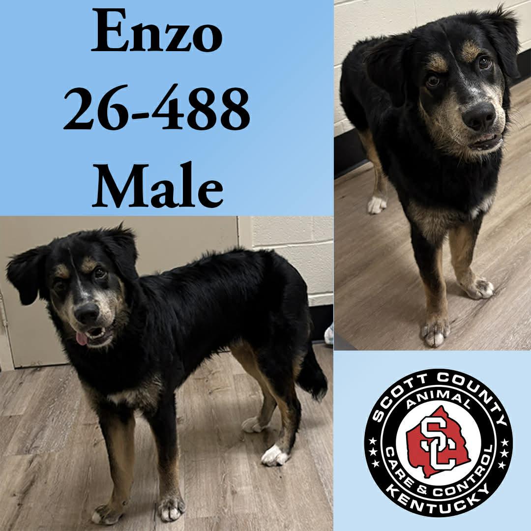Enlarge Enzo, a Adoptable Shepherd in Georgetown, KY image 1/1