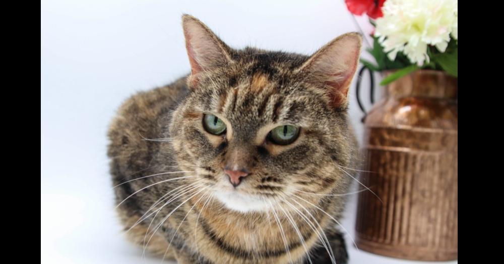 Sunset  (Aaron), Adoptable, Adult Female Domestic Short Hair.