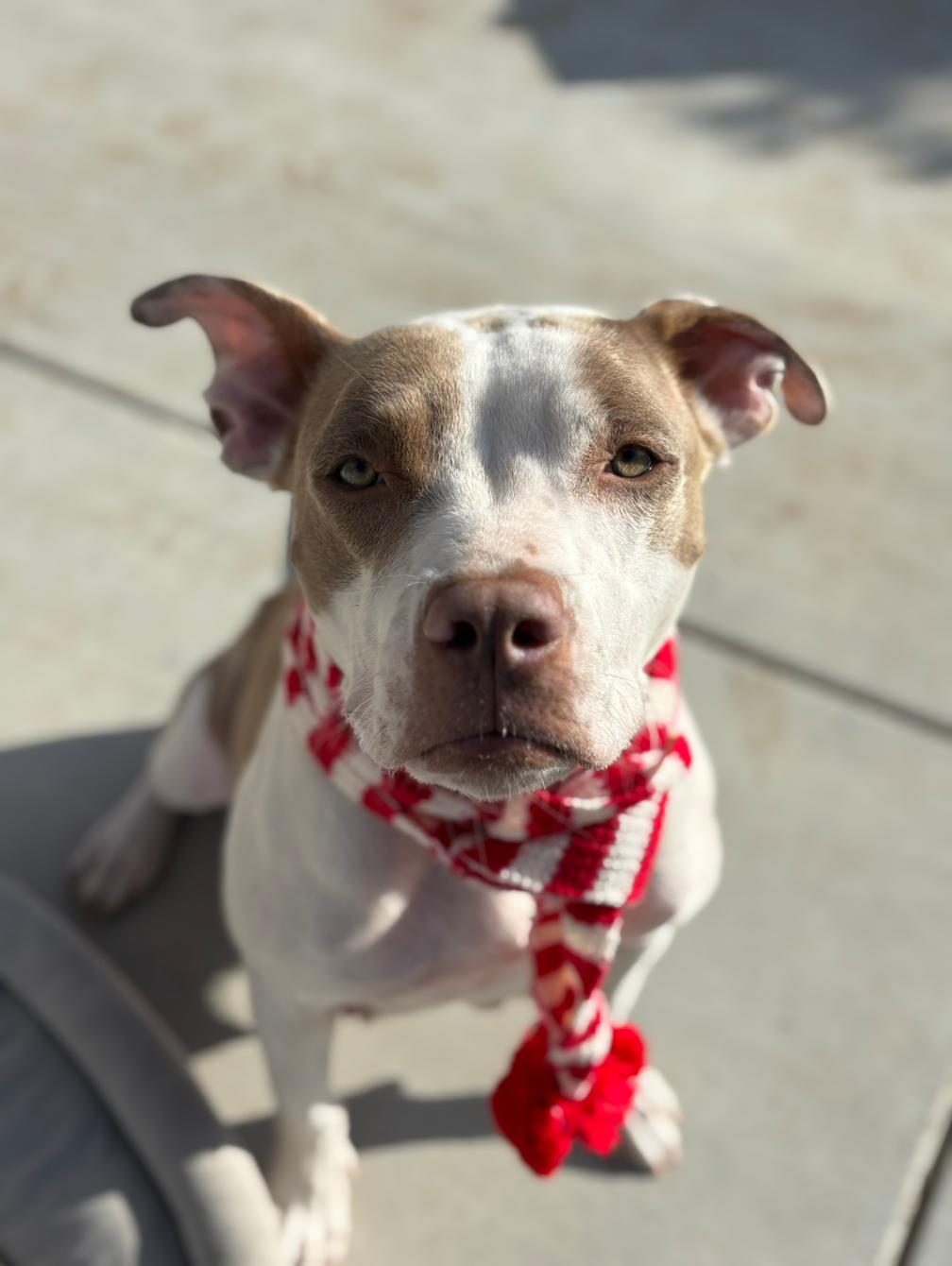 Gabby, a Adoptable American Staffordshire Terrier in San Diego, CA image 1/3