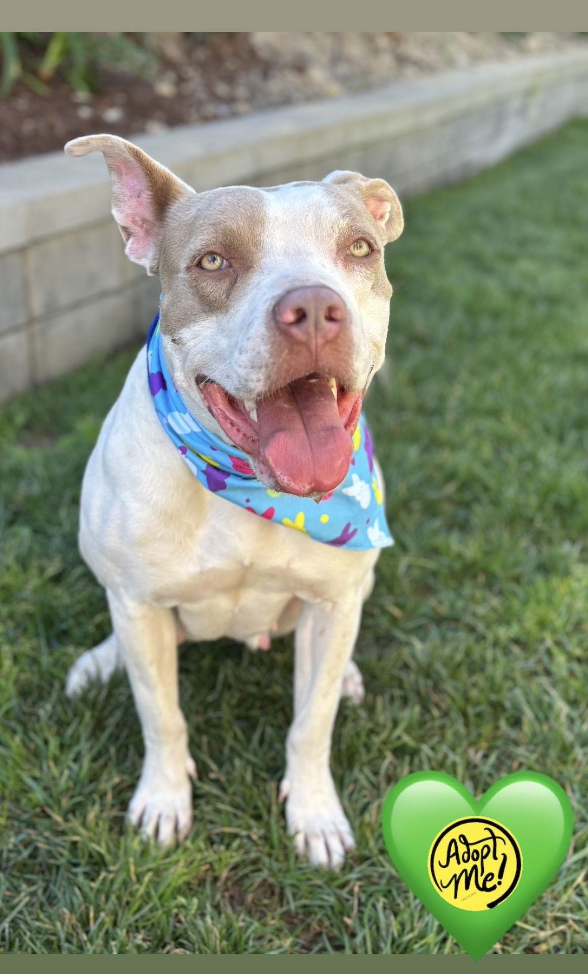 Gabby, a Adoptable American Staffordshire Terrier in San Diego, CA image 2/3