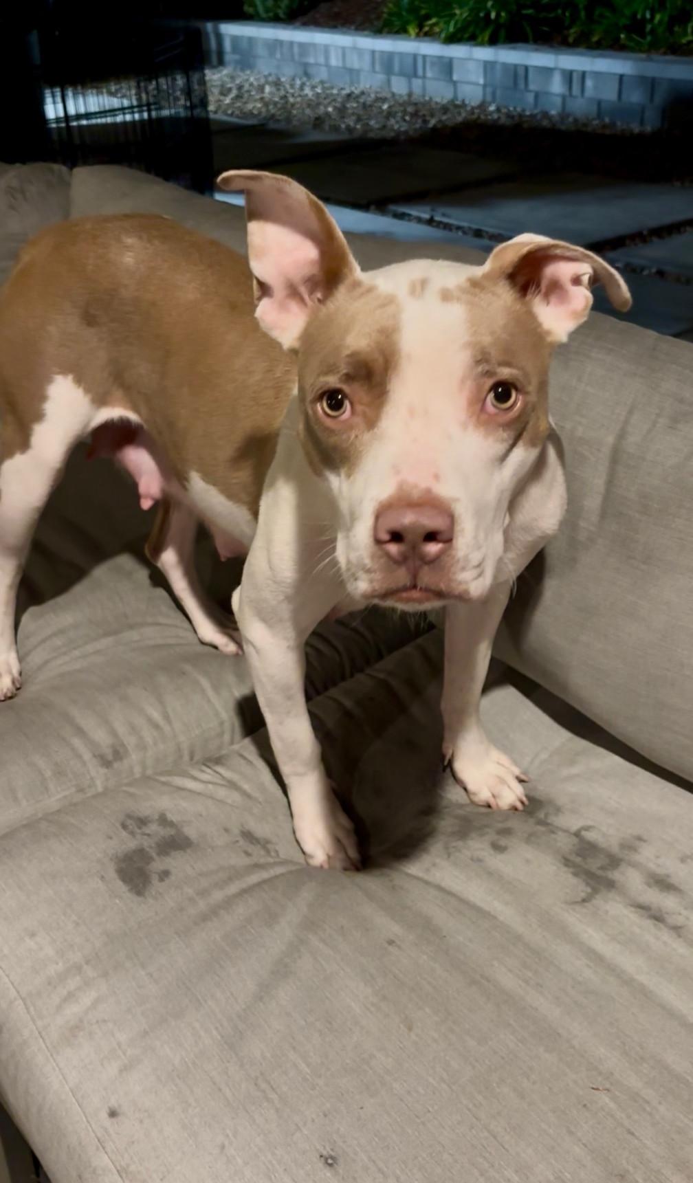 Gabby, a Adoptable American Staffordshire Terrier in San Diego, CA image 3/3