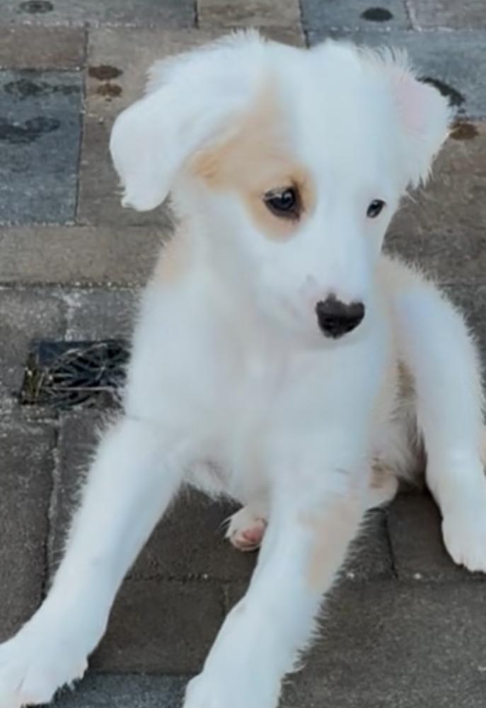 Enlarge Sam, a Adoptable mixed breed in Escondido, CA image 1/5