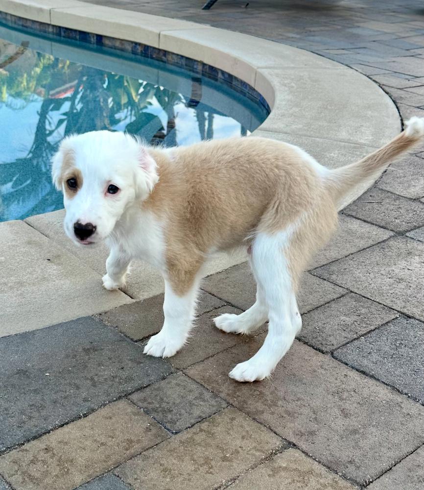 Enlarge Sam, a Adoptable mixed breed in Escondido, CA image 2/5