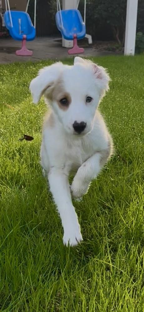 Enlarge Sam, a Adoptable mixed breed in Escondido, CA image 3/5