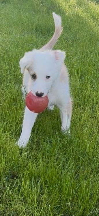 Enlarge Sam, a Adoptable mixed breed in Escondido, CA image 4/5