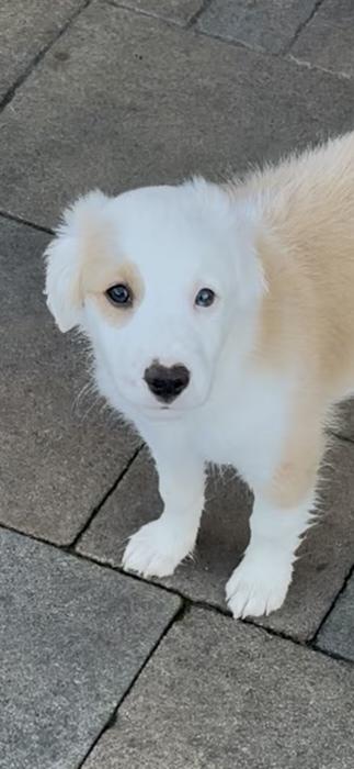 Enlarge Sam, a Adoptable mixed breed in Escondido, CA image 5/5