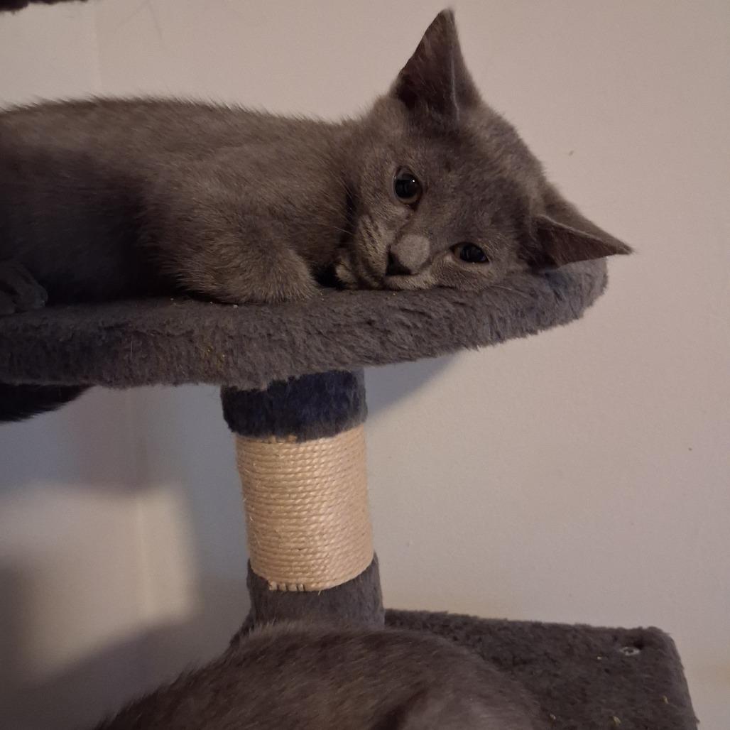 Enlarge Hexgirl, a Adoptable Domestic Short Hair in Granville, OH image 2/4