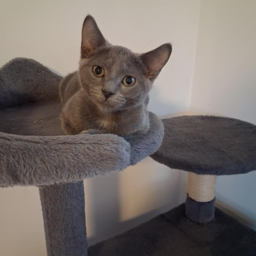Enlarge Hexgirl, a Adoptable Domestic Short Hair in Granville, OH image 4/4