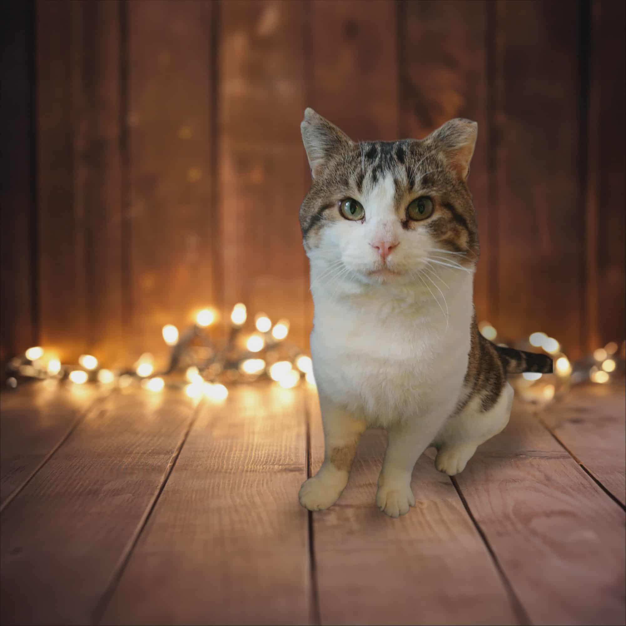 Joey, a Adoptable mixed breed in Winnipeg, MB image 1/2