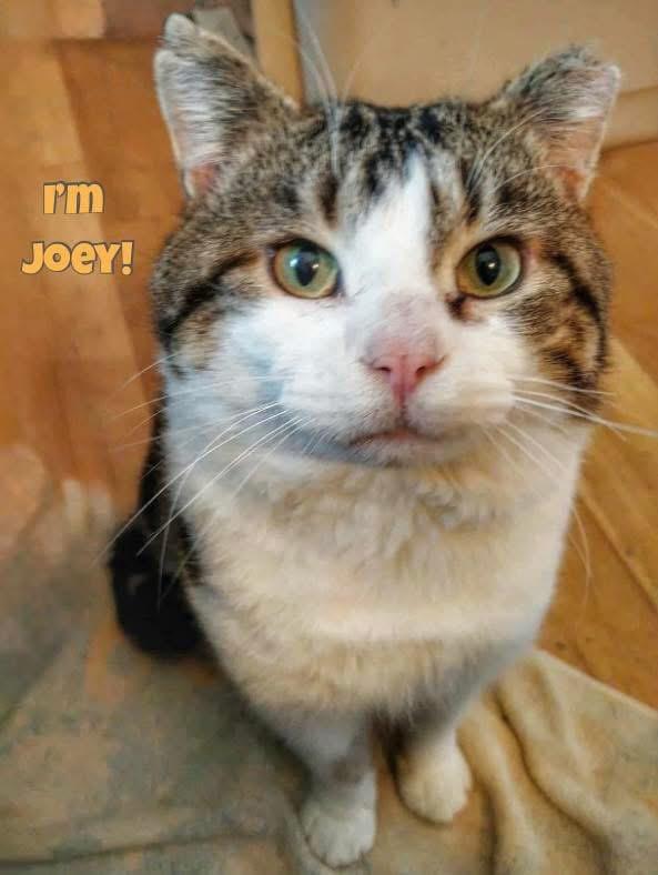 Joey, a Adoptable mixed breed in Winnipeg, MB image 2/2