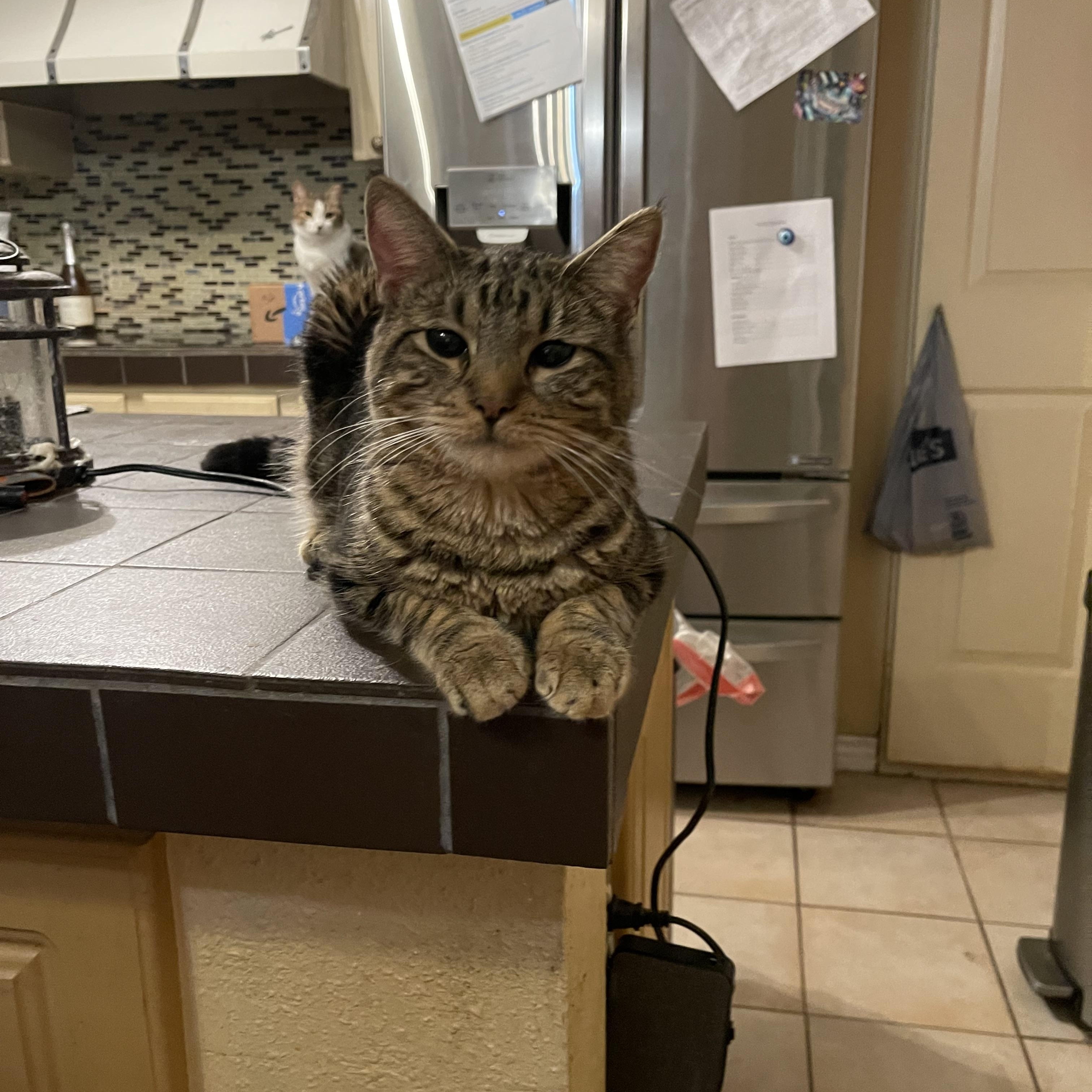 Keanu, a Adoptable Domestic Short Hair in san antonio, TX image 2/2